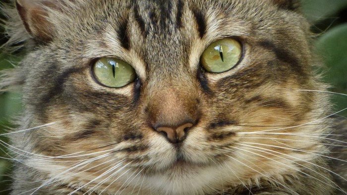 Close-up of a fluffy tabby cat's face