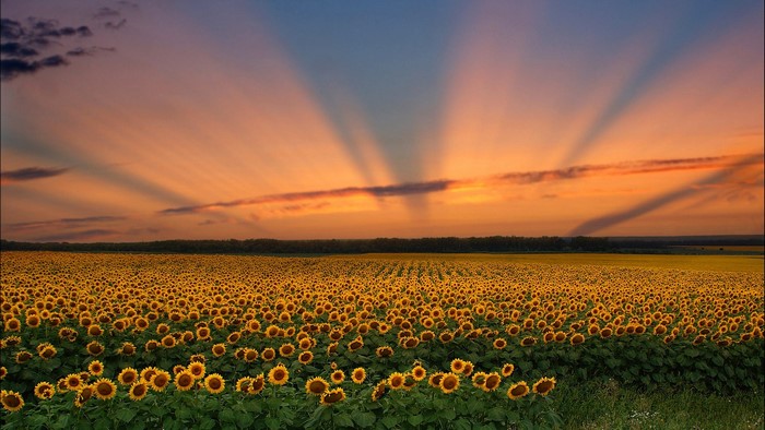 Sunset over a sunflower field