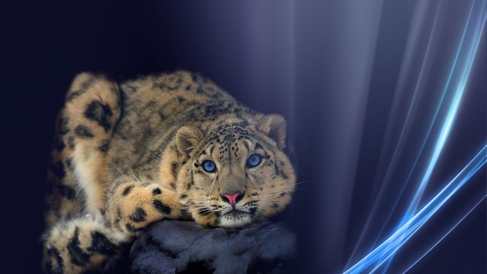 Snow Leopard on a rock