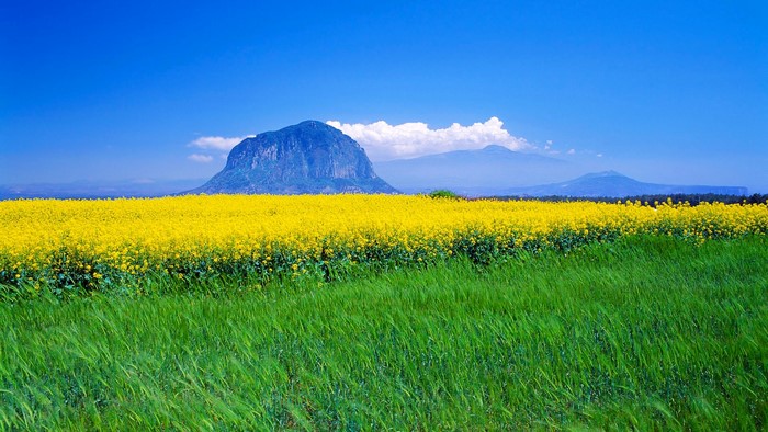 Field of yellow rapeseed flowers with mountains under blue sky