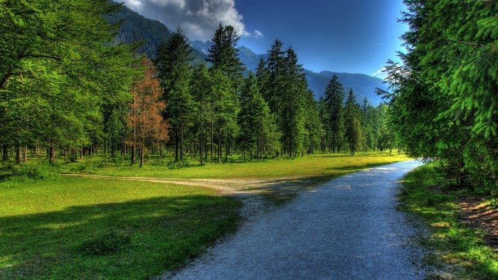 Forest road with trees and mountains
