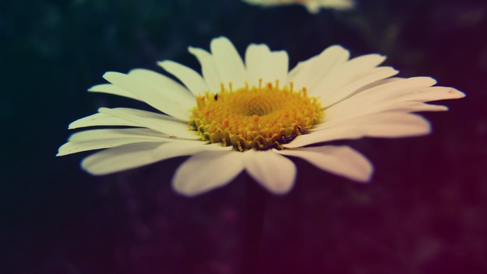 4K Chamomile Flower
