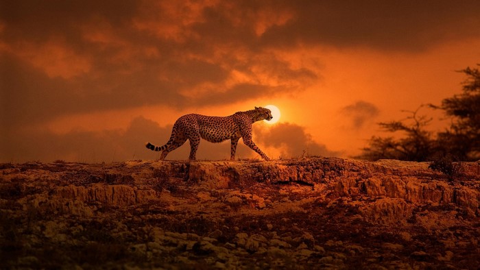 Cheetah walking on a rocky outcrop at sunset