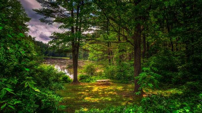 4K Summer Forest Picnic Area by Lake