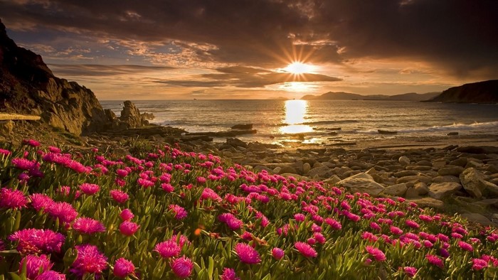 Pink flowers on a rocky coast at sunset