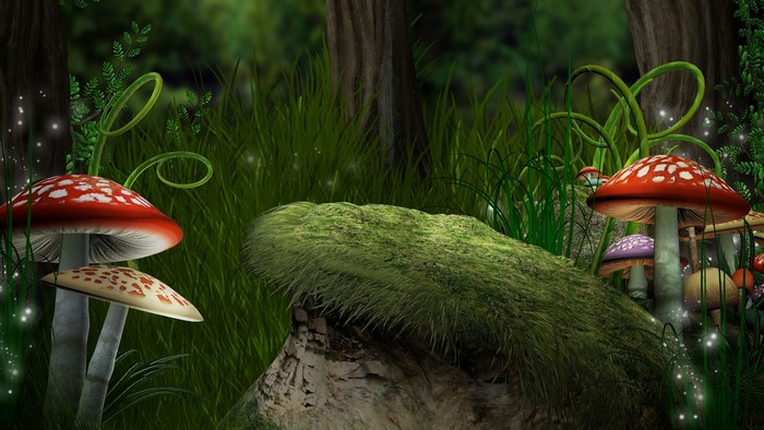 Fly agaric mushrooms in a forest clearing