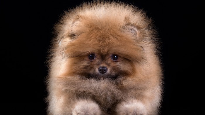 4K Pomeranian Puppy