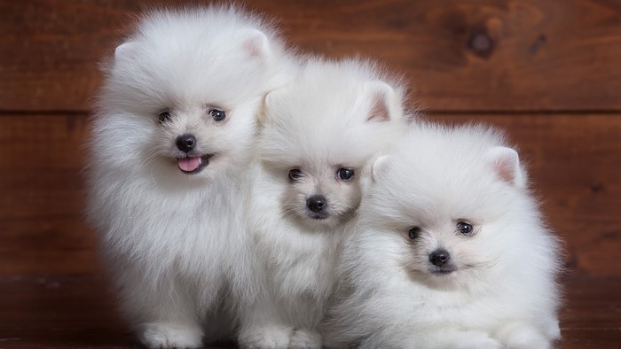 Three white Pomeranian puppies on a wooden background