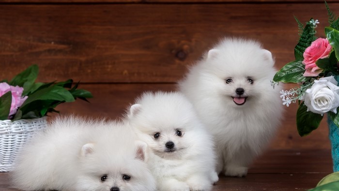 Three white Pomeranian puppies with flowers
