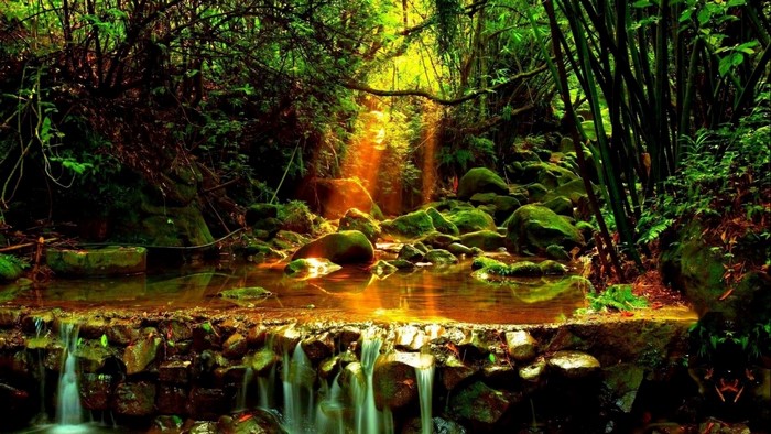 Sunlight streams through a forest onto a rocky creek