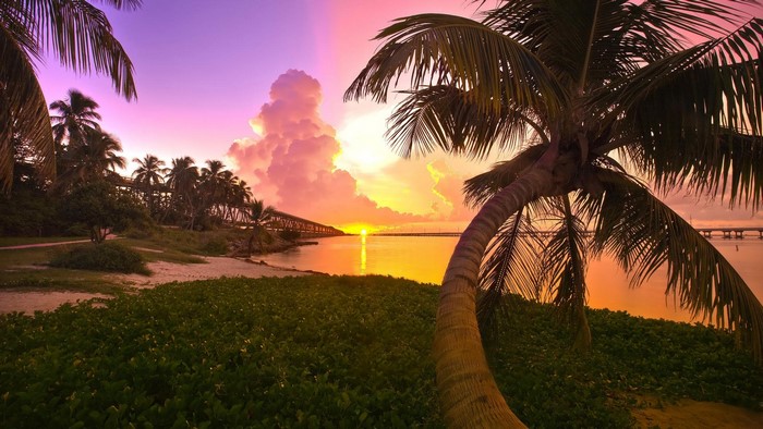 Palm trees on a beach at sunset with a bridge