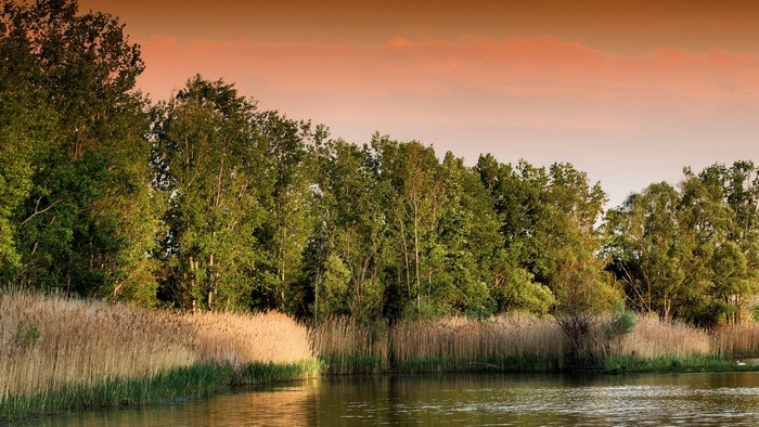 Lake with reeds and trees at sunset