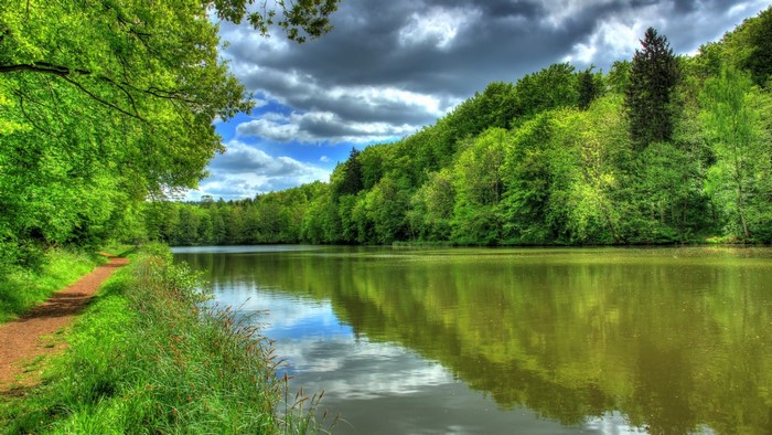 A tranquil river flows through a lush green forest