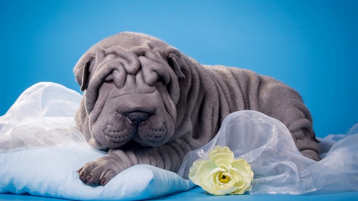 Shar Pei puppy lying on a pillow