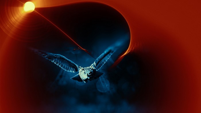 Owl in flight against abstract background