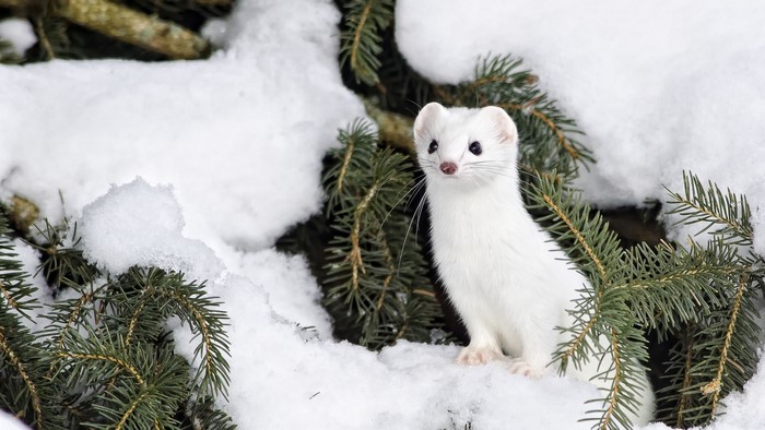 Ermine in the snow on pine branches
