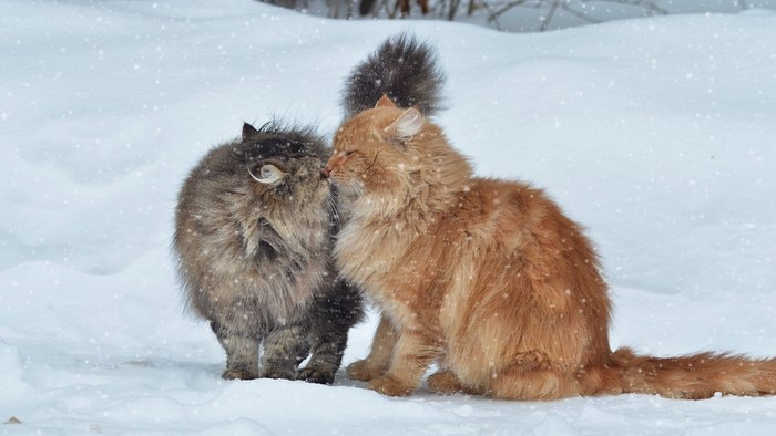 Two fluffy cats kissing in the snow