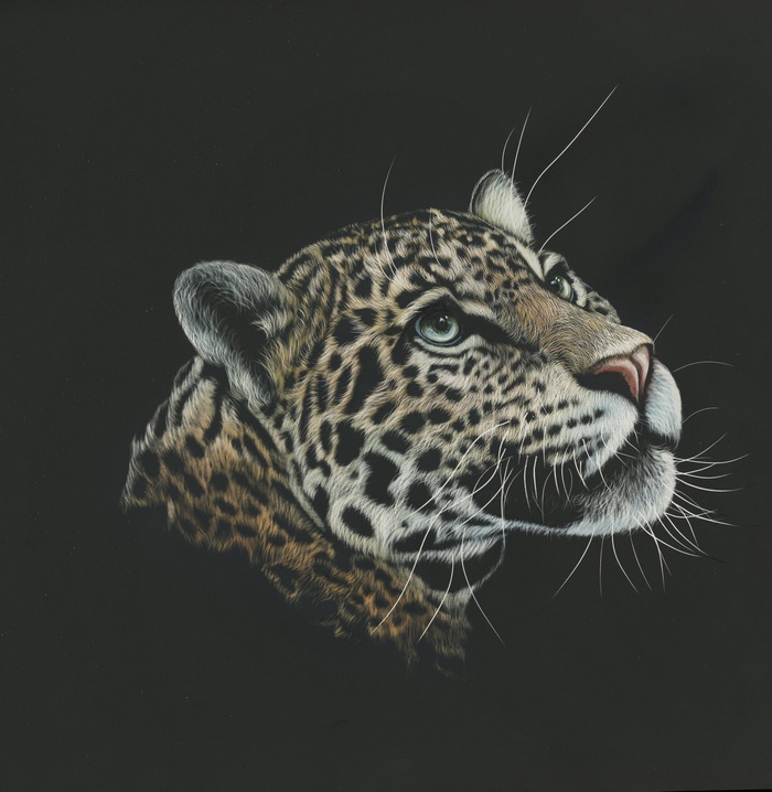 Leopard portrait with green eyes on black background