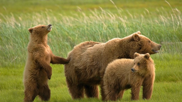 Brown bear mother with two cubs in a grassy field