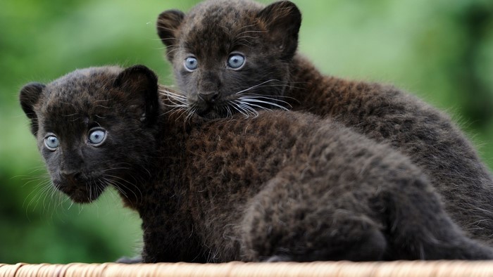Two black panther kittens with blue eyes
