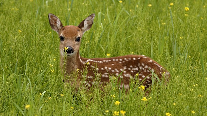 A fawn with white spots in a field of green grass and yellow flowers