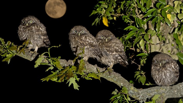 Four Little Owls on a Branch Under the Moon
