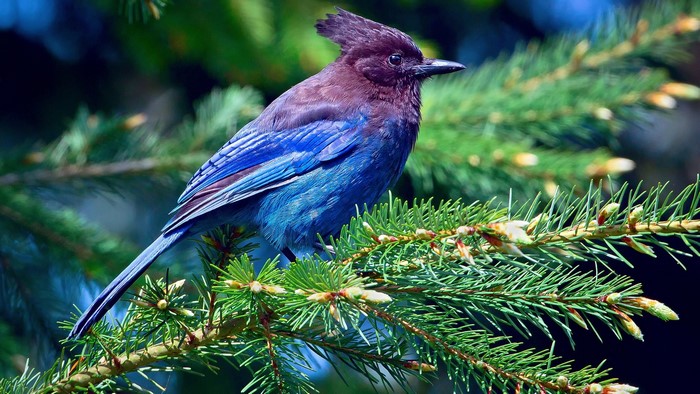 Steller's Jay perched on a pine branch
