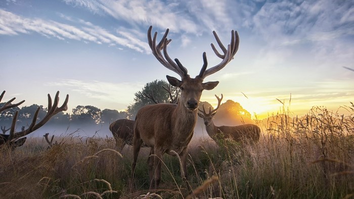 Deer with large antlers in a misty field at sunrise