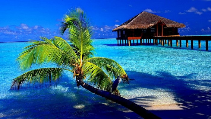 Bungalow on the water with palm tree