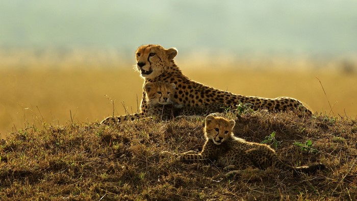 Cheetah mother with two cubs on a grassy hill
