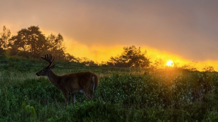 Deer in a field at sunset