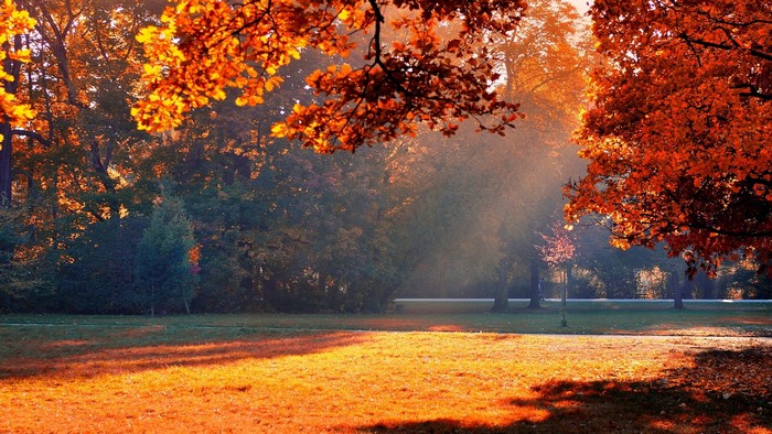 Autumn park with sunlit trees and grass