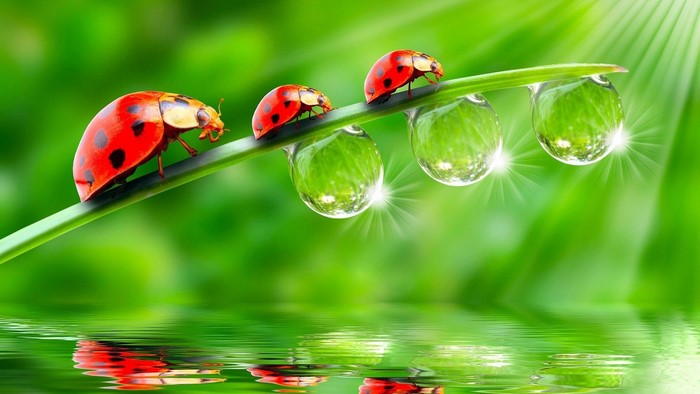 Ladybugs on a blade of grass with water droplets