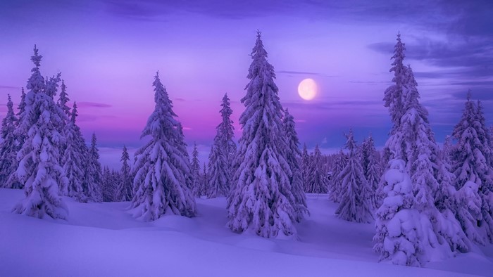 Snowy pine forest with moon at twilight