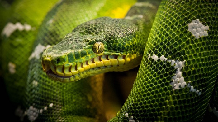 Close-up of an Emerald Tree Boa