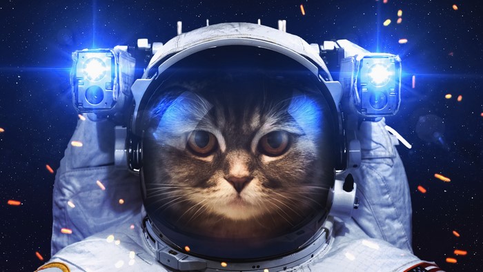 4K Astronaut Cat in Space