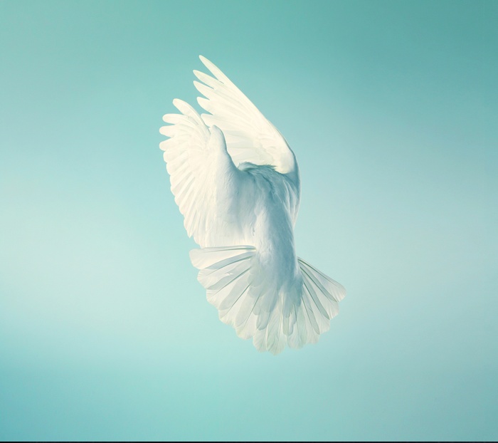 White dove in flight against a light blue background