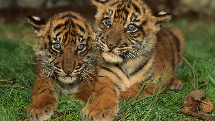 Two tiger cubs lying in grass