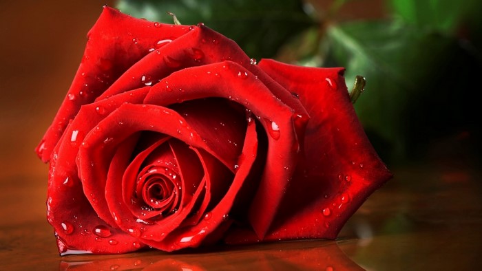 Red rose with water droplets