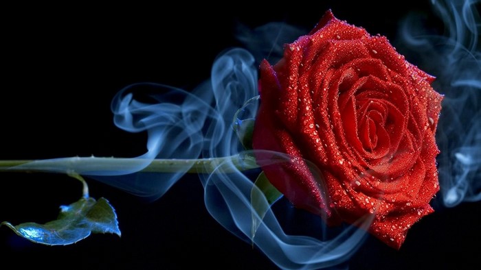 Red Rose with Blue Smoke