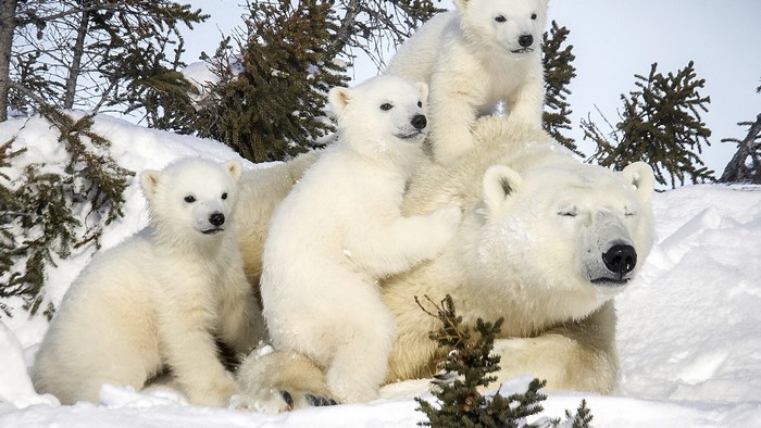 Polar bear mother with three cubs in snow