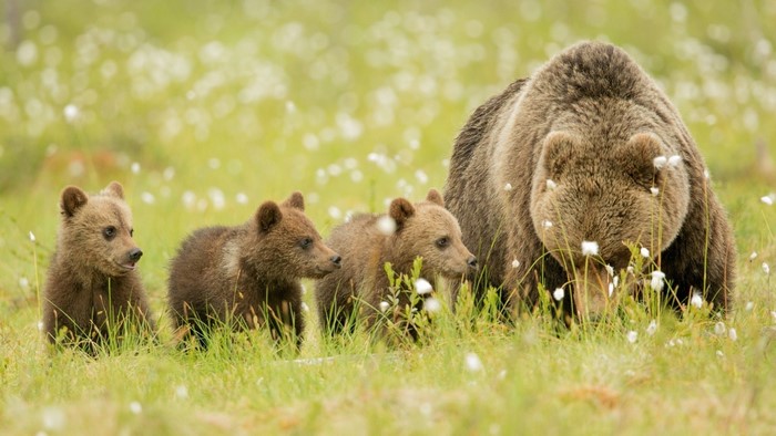 She-bear with three cubs in a field