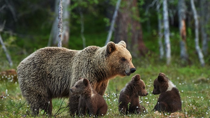 4K She-bear with cubs in forest