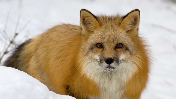 Red fox in the snow