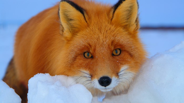 4K Red Fox in Snow