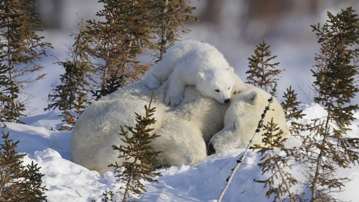 Mother and cub polar bears in snowy forest