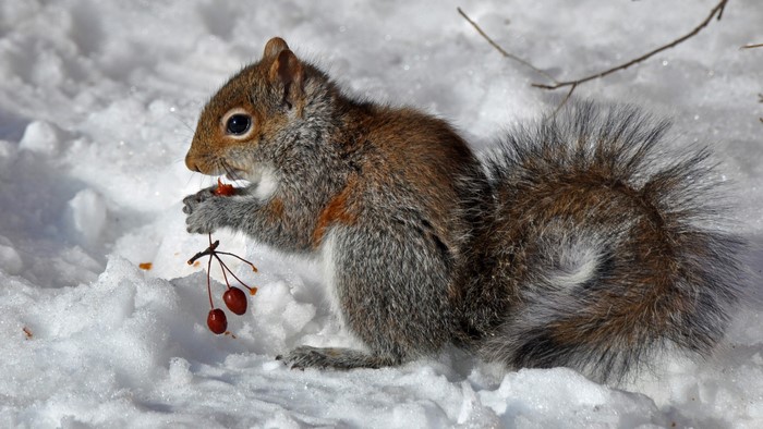 Squirrel eating berries in the snow