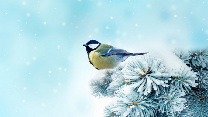 Great Tit on a Snowy Branch