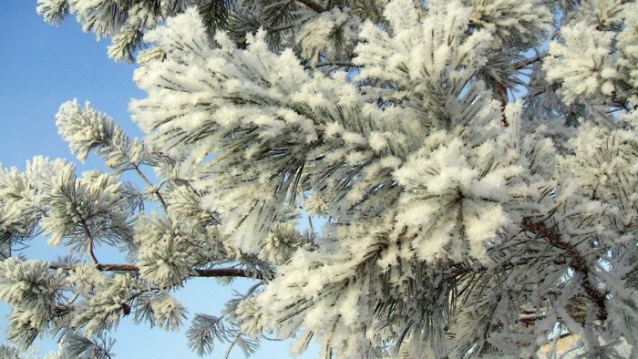 Pine branches covered in frost against a blue sky