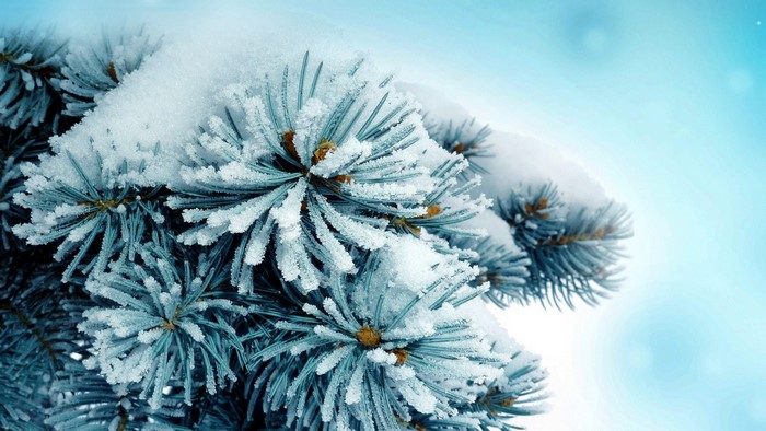 4K Spruce branch covered in snow